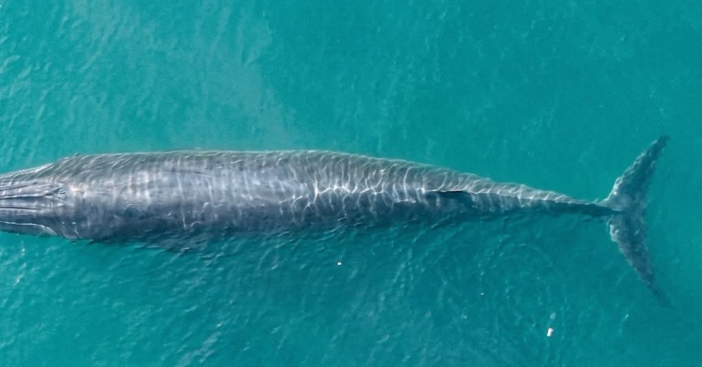 SA’s secret: The Bryde’s whale