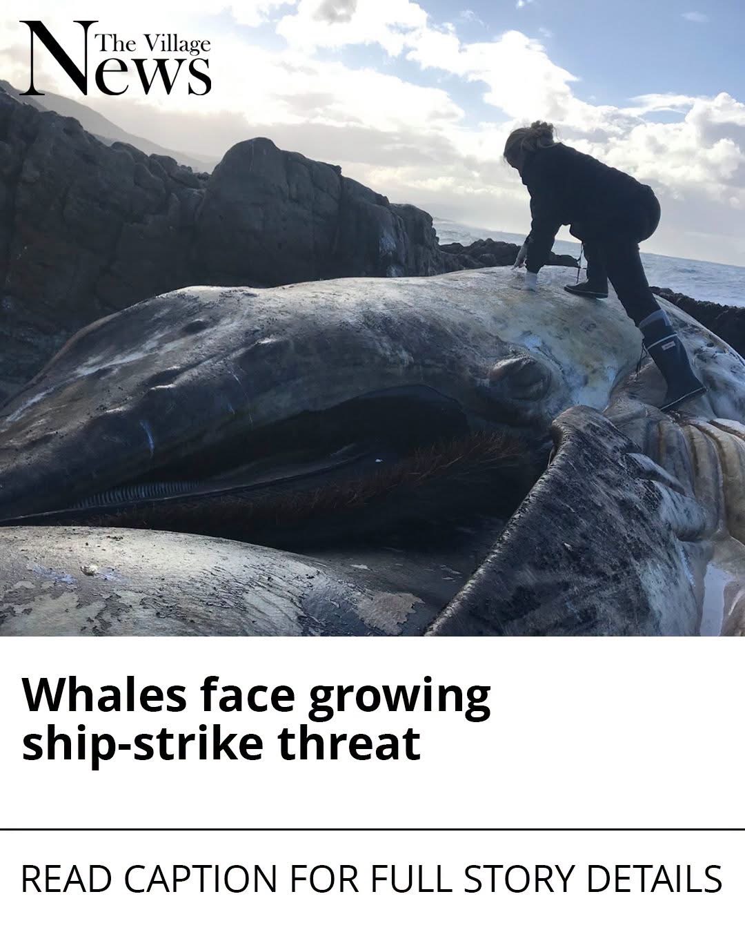 Whales face growing ship-strike threat