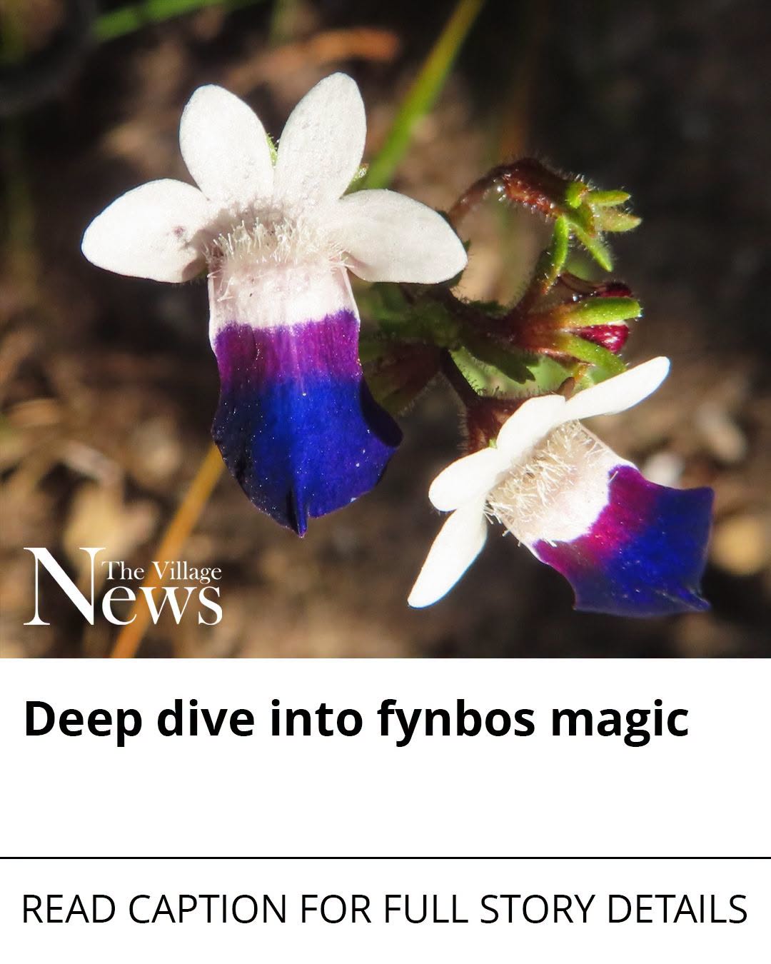Deep dive into fynbos magic